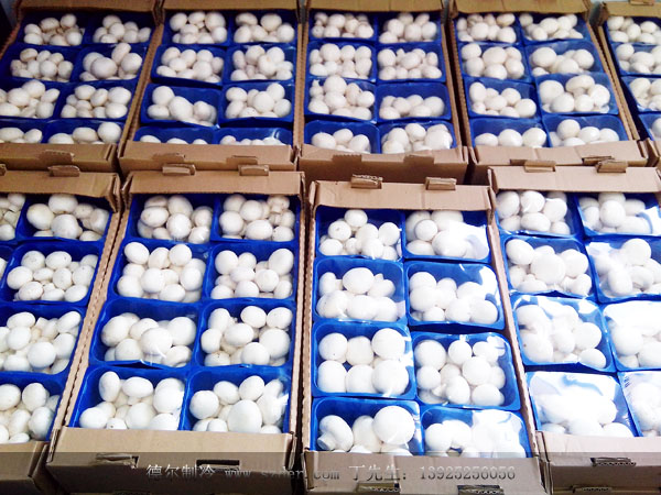 1542790384120636.jpg kataer003.jpg